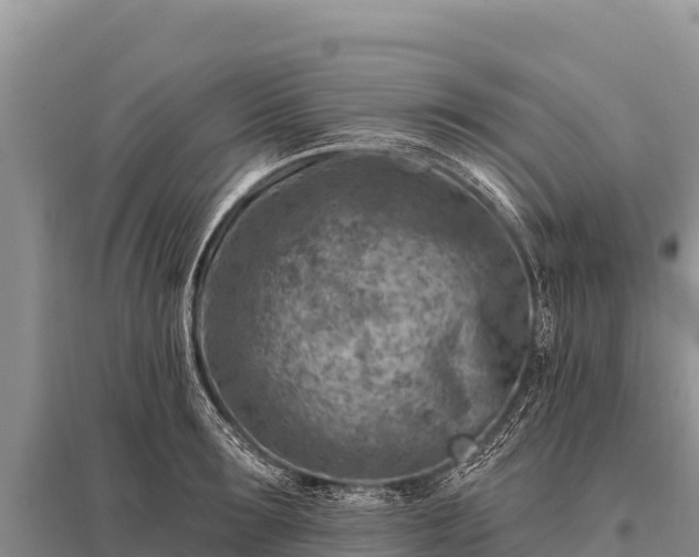 X0000096190899200801251237