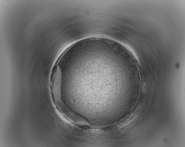 X0000096190903200801251237