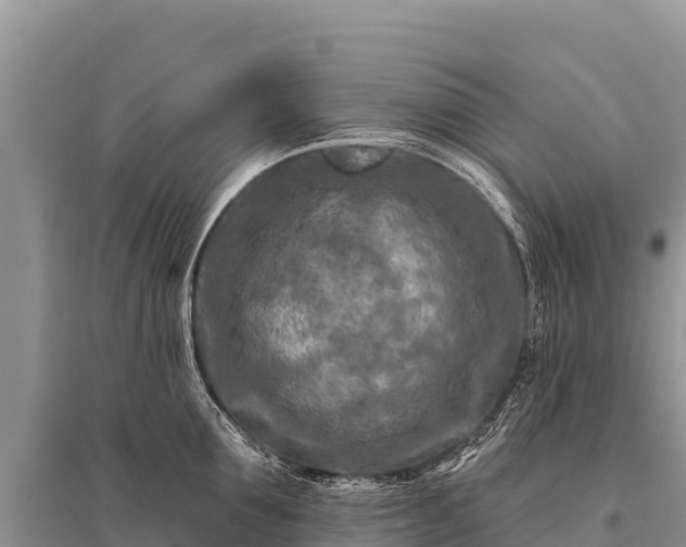 X0000096190907200801251237