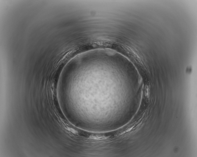 X0000096190915200801251236