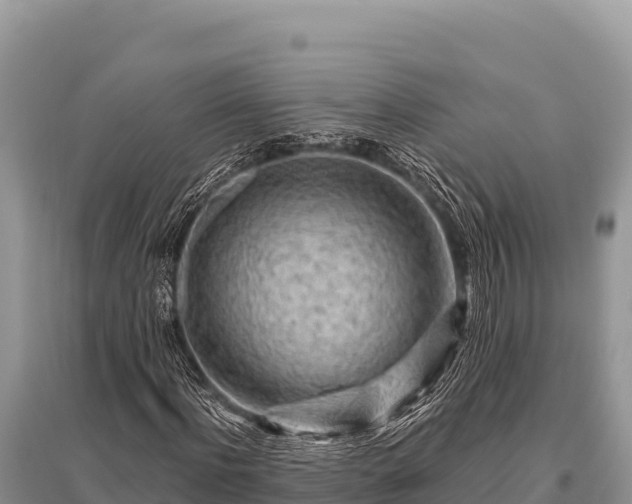 X0000096190916200801251236