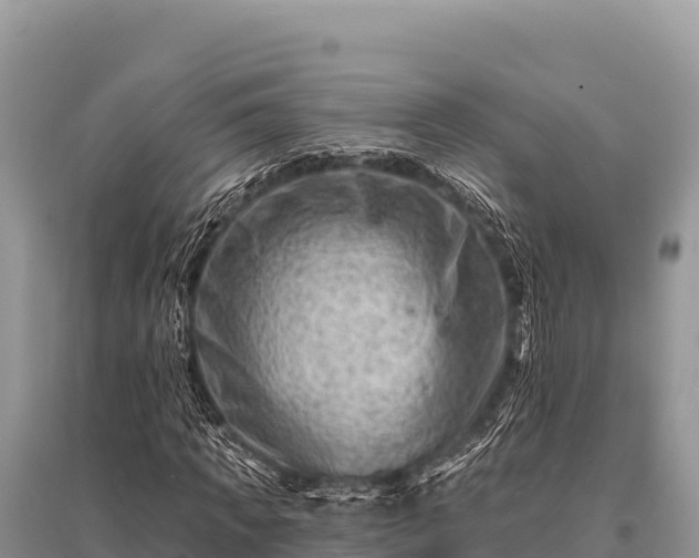 X0000096190917200801251236
