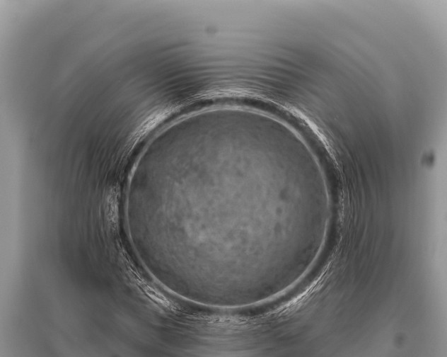 X0000096190921200801251236