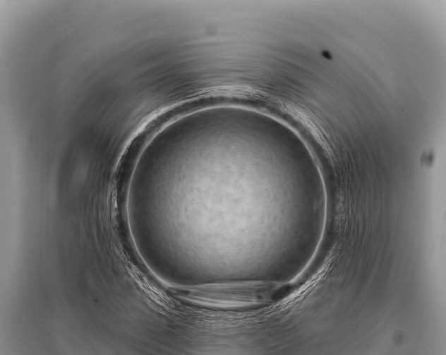 X0000096190923200801251236