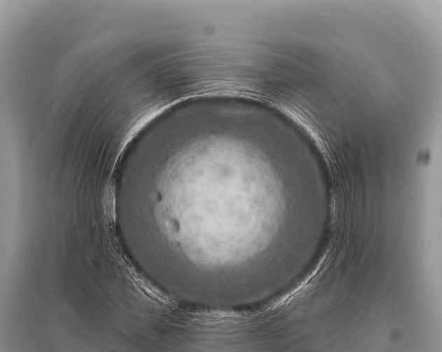 X0000096190925200801251236