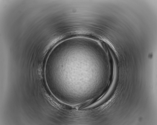 X0000096190930200801251236