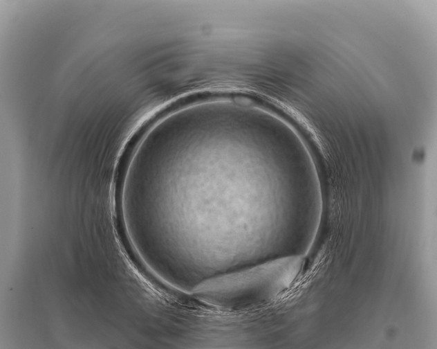 X0000096190935200801251236