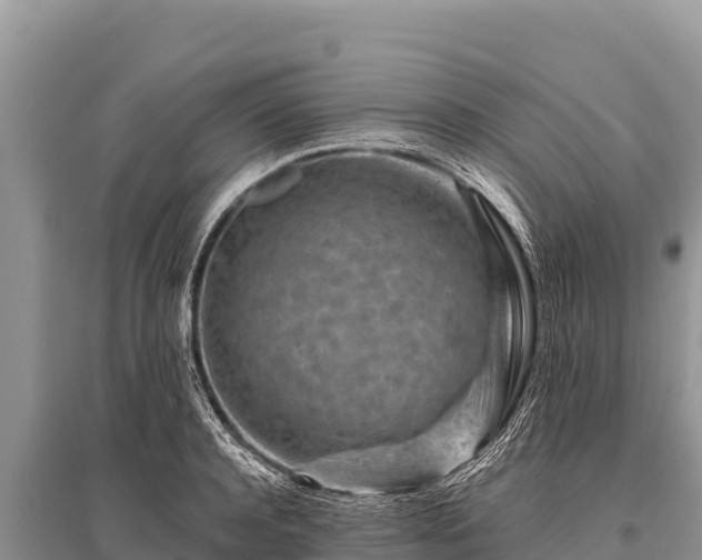 X0000096190944200801251237