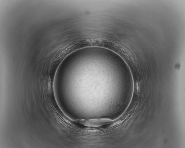 X0000096190963200801251236