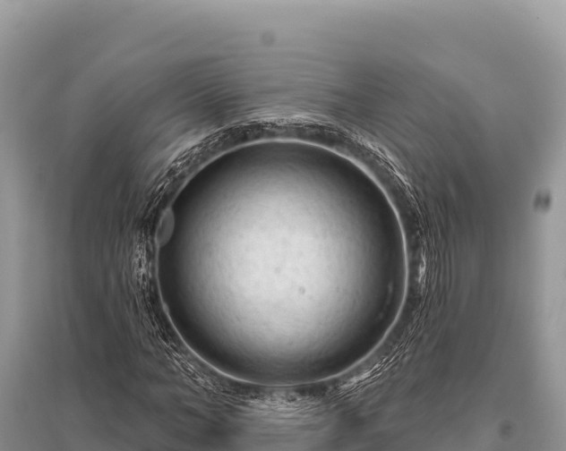 X0000096190966200801251236