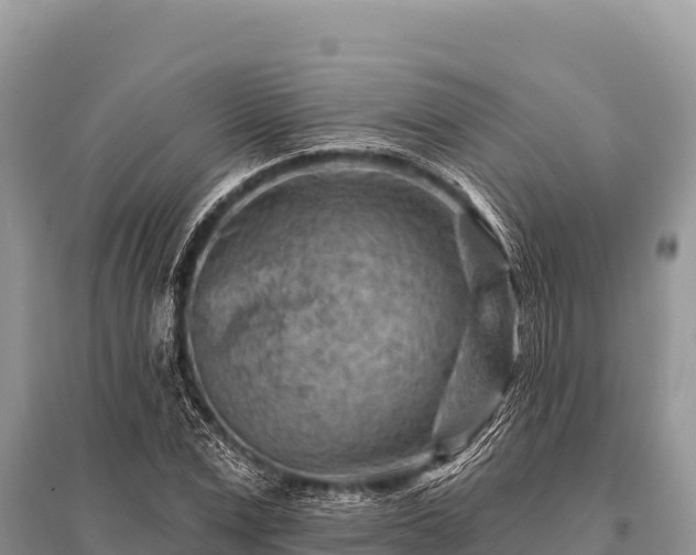 X0000096190975200801251236