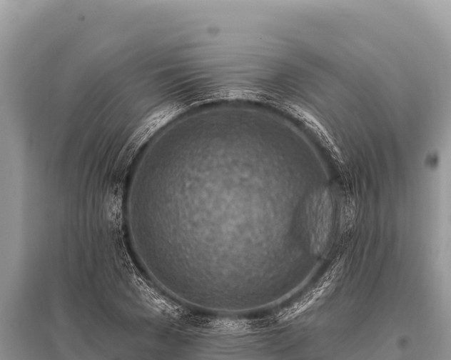 X0000096190977200801251236