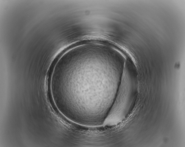 X0000096190983200801251236