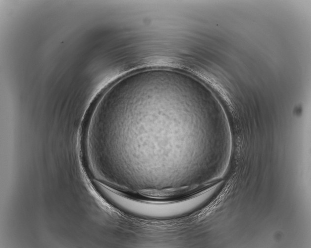 X0000096190991200801251236