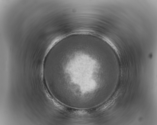 X0000096190994200801251236