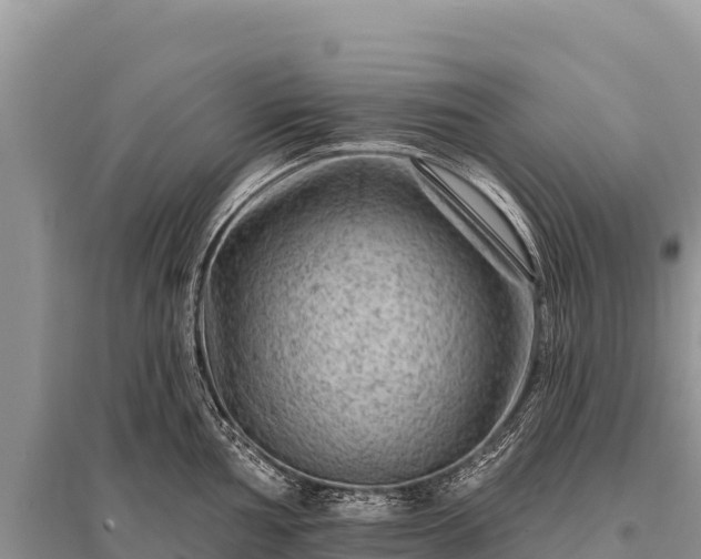 X0000096191002200801251235
