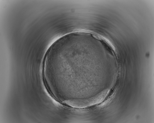 X0000096191007200801251235