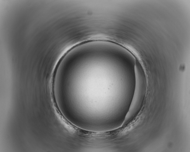 X0000096191008200801251235