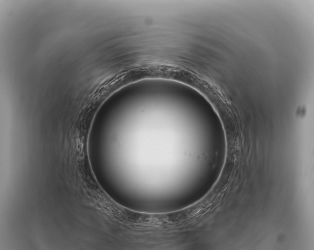 X0000096191013200801251235