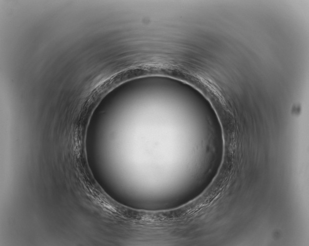 X0000096191015200801251235