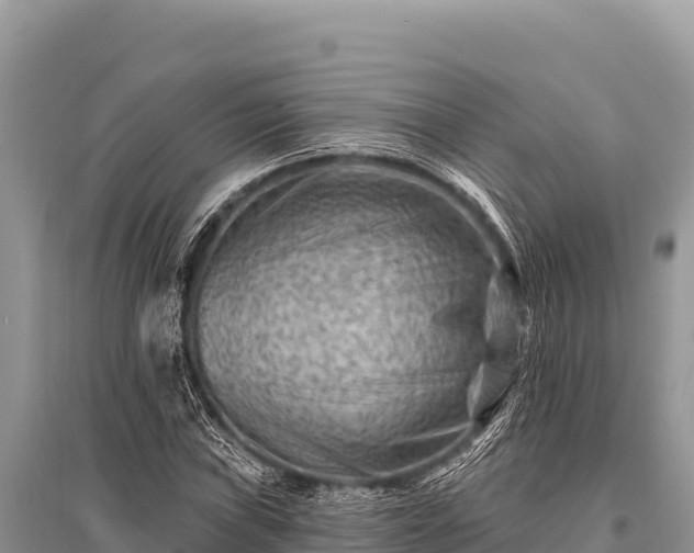 X0000096191019200801251235