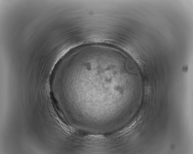 X0000096191023200801251235