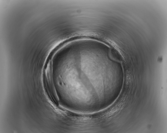 X0000096191024200801251235