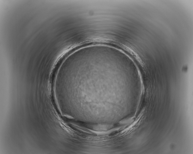 X0000096191027200801251235