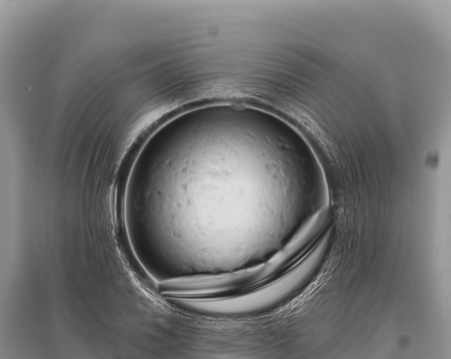 X0000096191030200801251235
