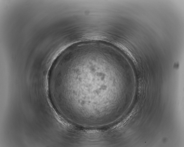 X0000096191031200801251235