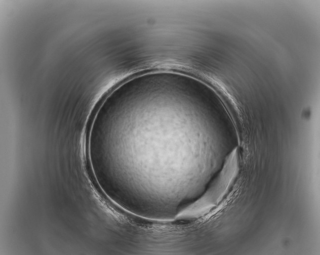 X0000096191032200801251235
