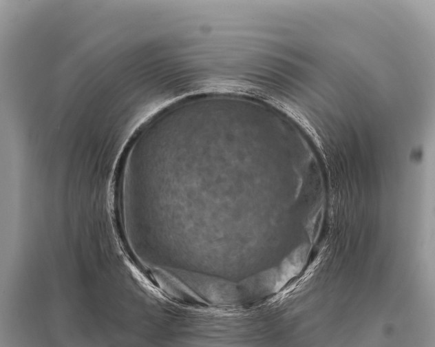 X0000096191037200801251235