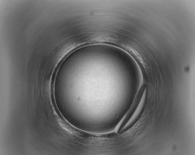 X0000096191039200801251235