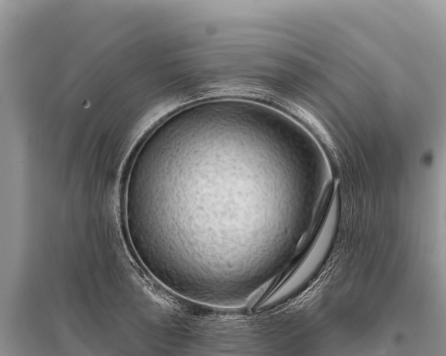X0000096191043200801251235