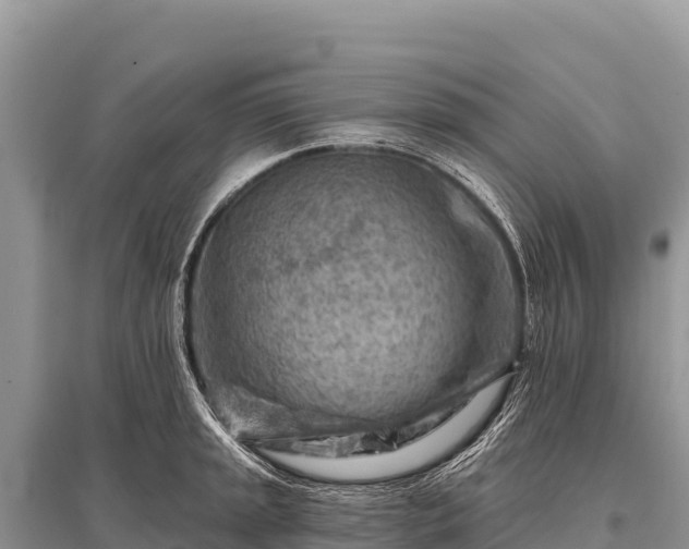 X0000096191045200801251235