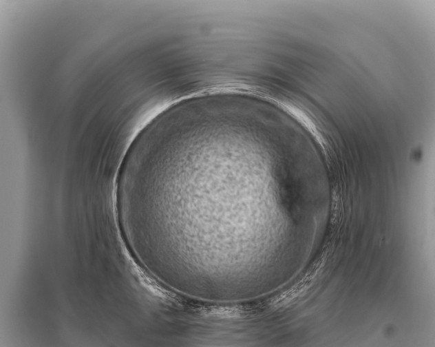X0000096191047200801251235