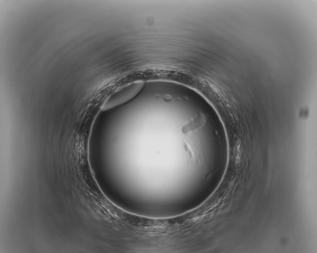 X0000096191062200801251235