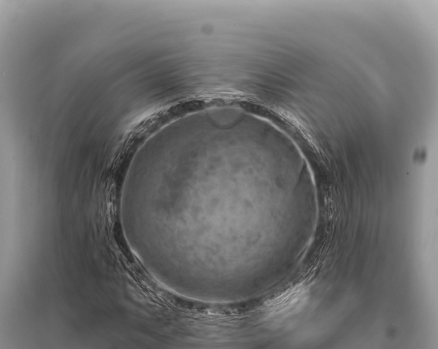 X0000096191063200801251235