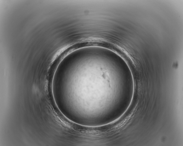 X0000096191066200801251235