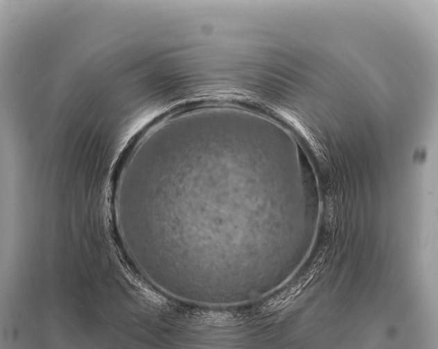 X0000096191071200801251234