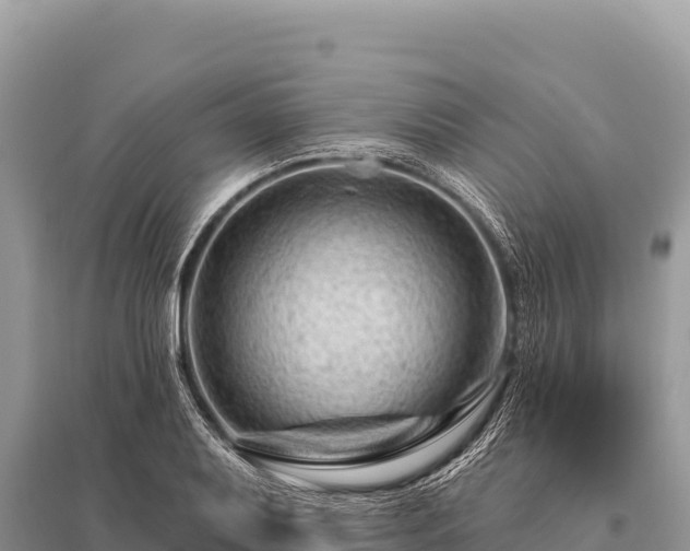 X0000096191079200801251234