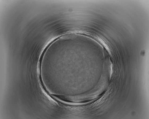 X0000096191084200801251234