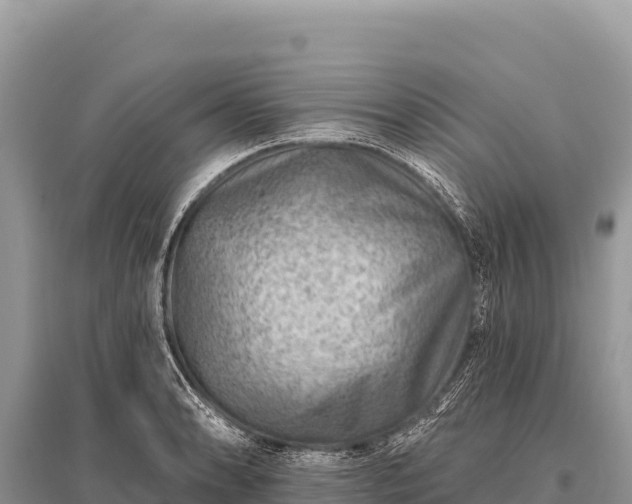 X0000096191086200801251234