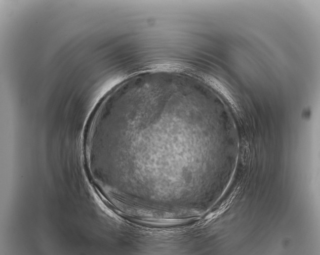 X0000096191087200801251234
