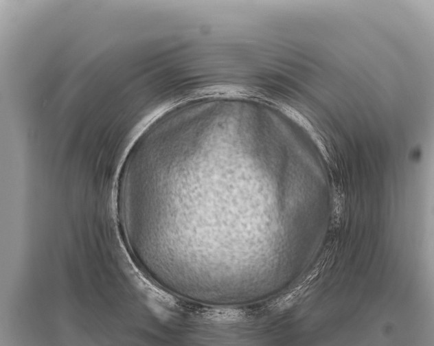 X0000096191090200801251234