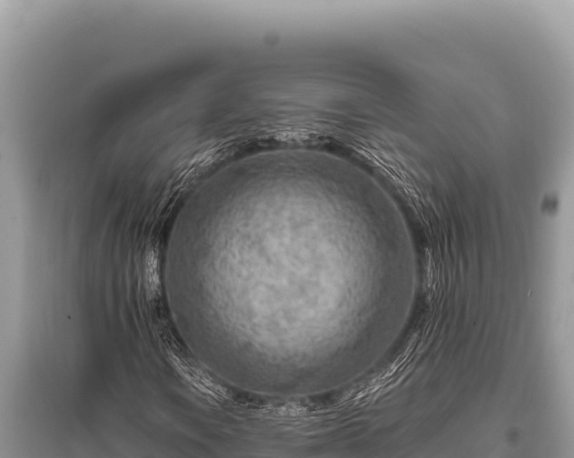 X0000096191106200801251233