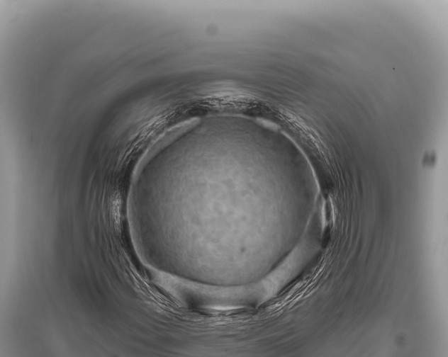 X0000096191108200801251233