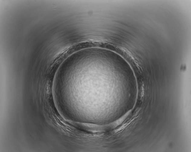 X0000096191110200801251233