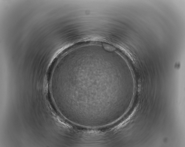 X0000096191117200801251233