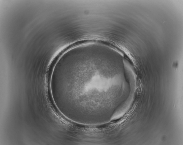 X0000096191120200801251233